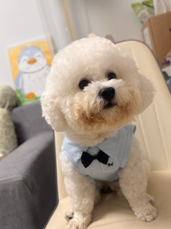 穿衬衫的狗狗